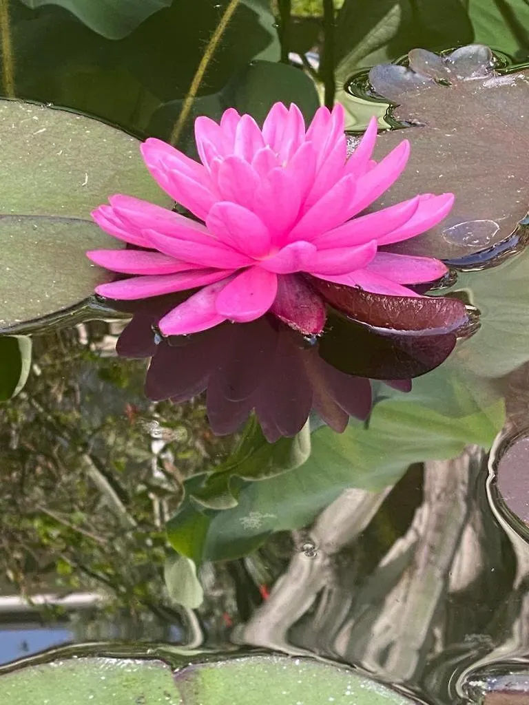 Mandra CapreriaLa Pergola Sul Mare公寓 Mandra Capreria