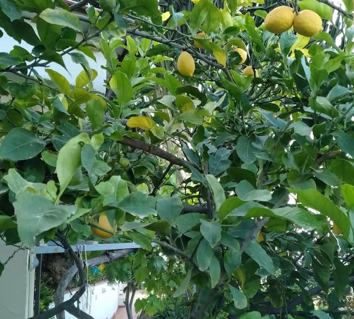 Mandra CapreriaLa Pergola Sul Mare公寓 公寓 Mandra Capreria