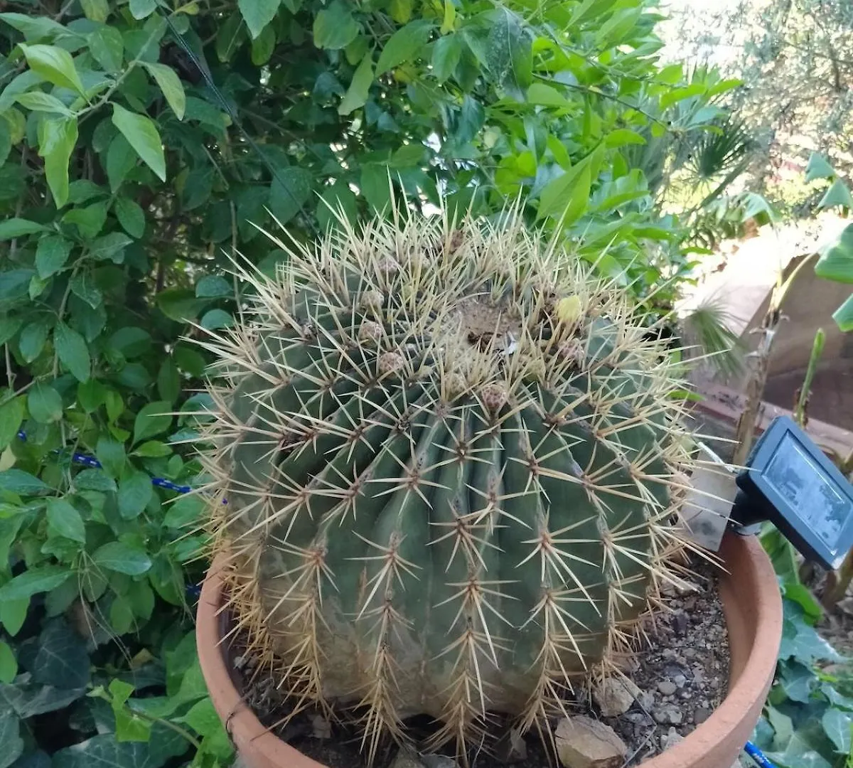 Mandra CapreriaLa Pergola Sul Mare公寓 Mandra Capreria